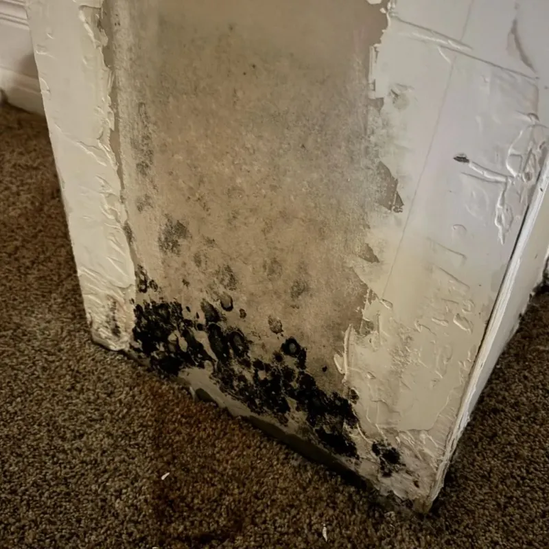 Professional Mold Removal in Como, MS